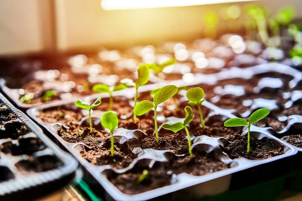 Pepinos Abóbora Mudas Melancia Crescendo Bandeja Cultivo Plantação Vegetais Casa — Fotografia de Stock