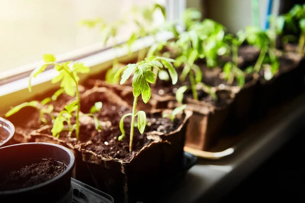 Pepinos Abóbora Mudas Melancia Crescendo Bandeja Cultivo Plantação Vegetais Casa — Fotografia de Stock