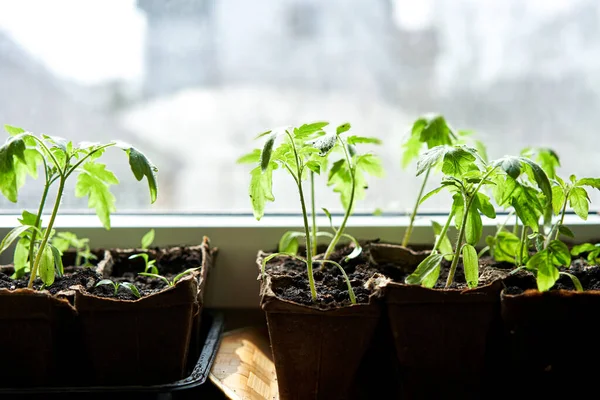 Pepinos Abóbora Mudas Melancia Crescendo Bandeja Cultivo Plantação Vegetais Casa — Fotografia de Stock