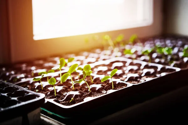 Pepinos Abóbora Mudas Melancia Crescendo Bandeja Cultivo Plantação Vegetais Casa — Fotografia de Stock