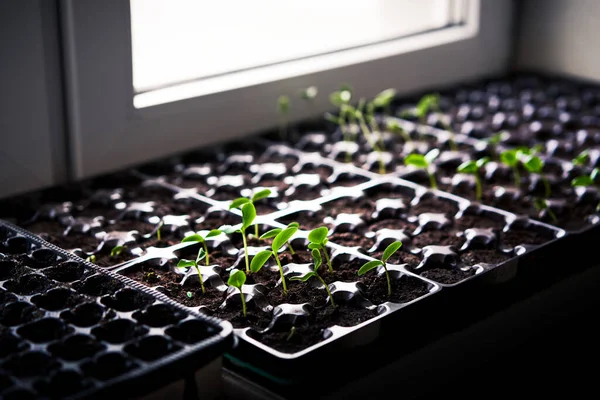 Pepinos Abóbora Mudas Melancia Crescendo Bandeja Cultivo Plantação Vegetais Casa — Fotografia de Stock