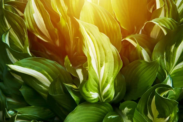 Pianta Ospite Luminoso Sfondo Verde Con Foglie Design Hosta Giardino — Foto Stock