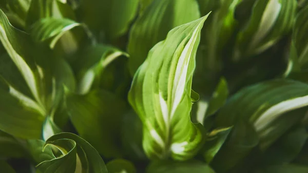 Sunucu Fabrikası Tasarım Için Yaprakları Olan Parlak Yeşil Bir Arka — Stok fotoğraf