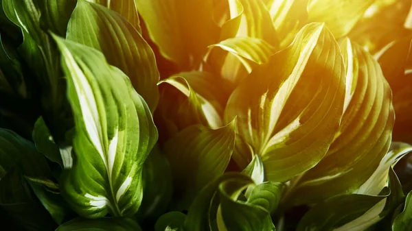 Pianta Ospite Luminoso Sfondo Verde Con Foglie Design Hosta Giardino — Foto Stock