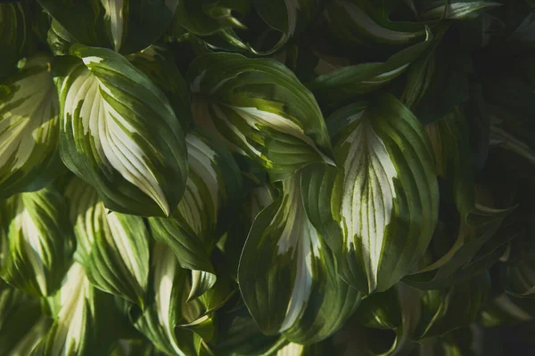 Host Plant Bright Green Background Leaves Design Hosta Garden — Stock Photo, Image