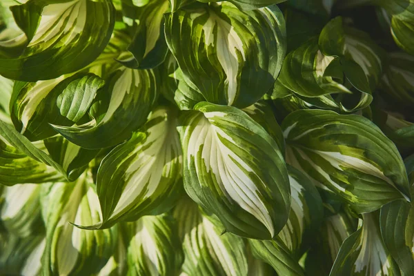 宿主植物 デザインのための葉と明るい緑の背景 庭のホスタ — ストック写真