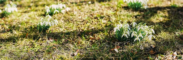 Hóvirág Napfényben Korai Tavaszi Virágok Fényes Háttér Web Design Telek — Stock Fotó