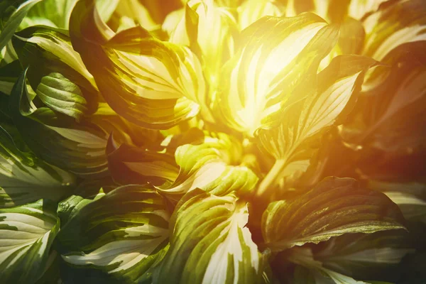 宿主植物 明亮的绿色背景 叶为设计 霍斯塔在花园 阳光耀斑版权保护 图库图片