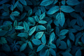 Trend dark blue background with leaves. Plant in shadow. Copyspace for design
