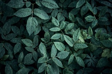 Trend dark green background with leaves. Plant in shadow. Copyspace for design clipart