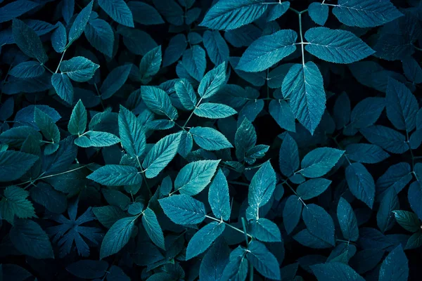 Trend dark blue background with leaves. Plant in shadow. Copyspace for design
