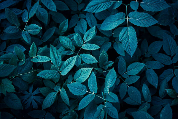 Темно-синий фон с листьями. Посадка в тени. Копировальное пространство для дизайна