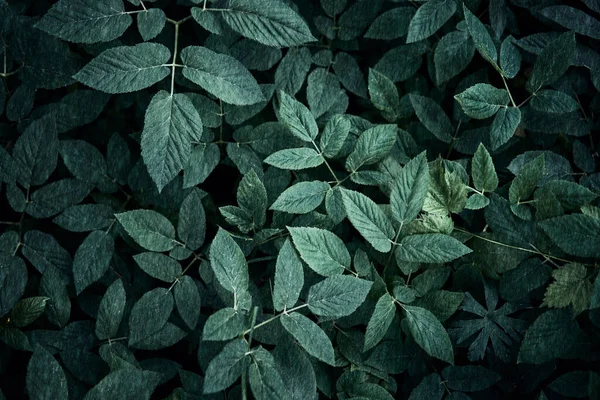 Τάση Σκούρο Πράσινο Φόντο Φύλλα Φυτό Στη Σκιά Copyspace Για Φωτογραφία Αρχείου