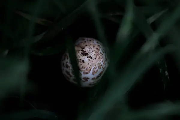 Bílé Houby Zemi Podrostu — Stock fotografie