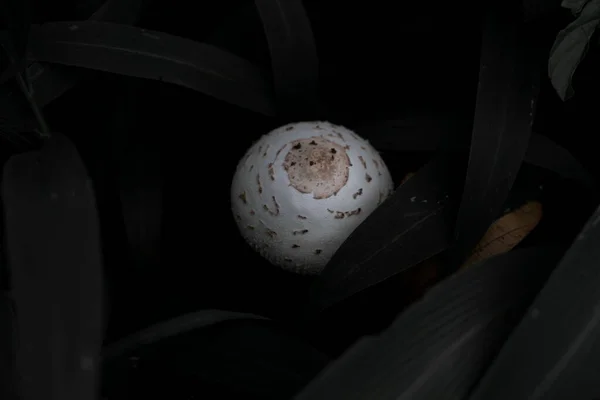 Cogumelos Brancos Chão Undergrowth — Fotografia de Stock