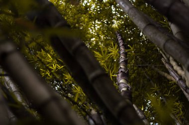 Bambu yaprakları ve dalları gün batımında