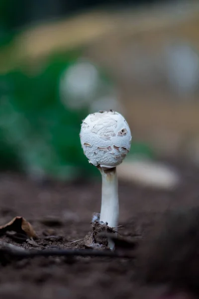 Cogumelos Brancos Chão — Fotografia de Stock