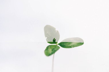 bir yonca bir çiftin birden fazla pozlama