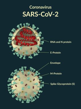 SARS-CoV-2 koronavirüs virüsü parçacıklarının kesit modeli. 3 Boyutlu Resim, 3 Boyutlu Resim