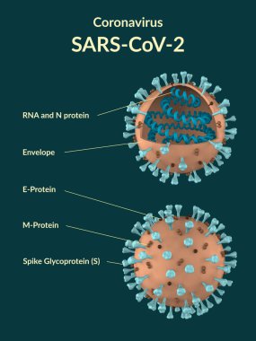 SARS-CoV-2 koronavirüs virüsü parçacıklarının kesit modeli. 3 Boyutlu Resim, 3 Boyutlu Resim