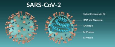 SARS-CoV-2 koronavirüs molekülünün yapısı tam ve bölüm halinde. 3 Boyutlu Resim, 3 Boyutlu Resim