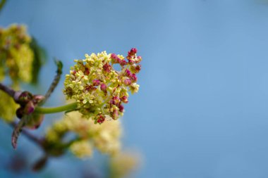 Mavi arka planda çiçek açan böğürtlen dalı