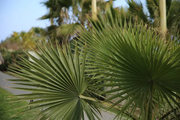 Monte Carlo Schöne Gasse Einem Exotischen Garten — Stockfoto