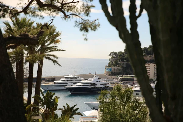 Palmiers Avec Yachts Mer Monaco — Photo