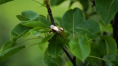 Elinde saatle damadın ellerinde çiçekler..