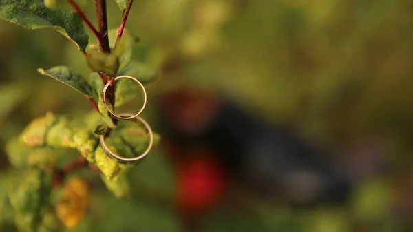 Hochzeitstag Und Ringe Auf Einem Hölzernen Ast — Stockfoto