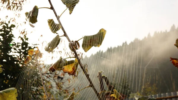Güneş ışığı ve örümcek ağıyla Erkek ve Halkalarında Jel.