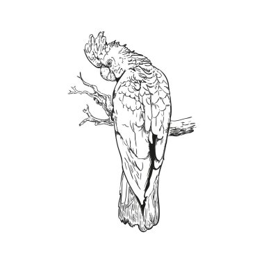 Anahat papağan vektör çizim. Logo kullanmak olabilir.