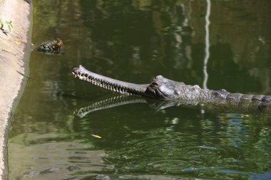 Timsah (Timsah). Timsah vücudunun ayrıntıları çok güzel görünüyor. Butan hayvanat bahçesinde V şeklinde timsah çenesi. Gharial (Gavialis gangeticus). Butan Timsah Parkı.