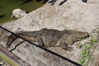 Timsah (Timsah). Timsah vücudunun ayrıntıları çok güzel görünüyor. Butan hayvanat bahçesinde V şeklinde timsah çenesi. Gharial (Gavialis gangeticus). Butan Timsah Parkı.