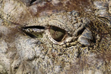 Timsah (Timsah) gözü. Timsah gözünün ayrıntıları çok güzel görünüyor. Gharial (Gavialis gangeticus). Butan Timsah Parkı.