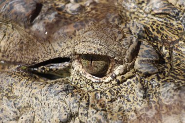 Timsah (Timsah) gözü. Timsah gözünün ayrıntıları çok güzel görünüyor. Gharial (Gavialis gangeticus). Butan Timsah Parkı.