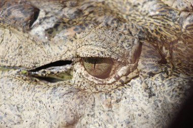 Timsah (Timsah) gözü. Timsah gözünün ayrıntıları çok güzel görünüyor. Gharial (Gavialis gangeticus). Butan Timsah Parkı.