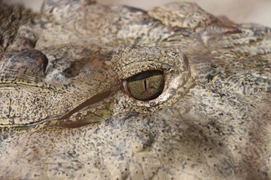 Timsah (Timsah) gözü. Timsah gözünün ayrıntıları çok güzel görünüyor. Gharial (Gavialis gangeticus). Butan Timsah Parkı.