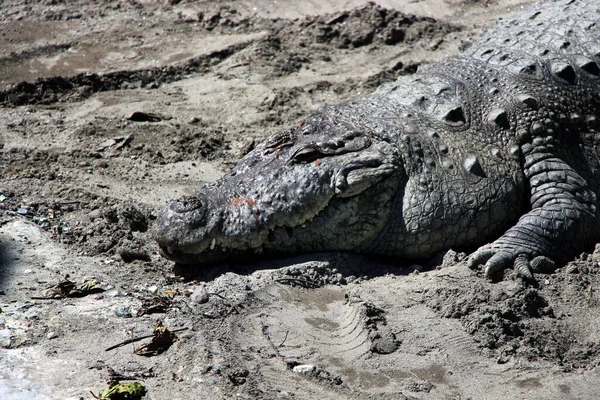 Crocodile Alligator Detail Crocodile Body Looking Beautiful Shaped Crocodile Jaw — Stock Photo, Image
