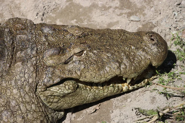 ワニの体の詳細は美しく見えます ブータンの動物園でV字型のワニの顎 Gharial Gavialis輪姦 ブータンクロコダイル公園 — ストック写真