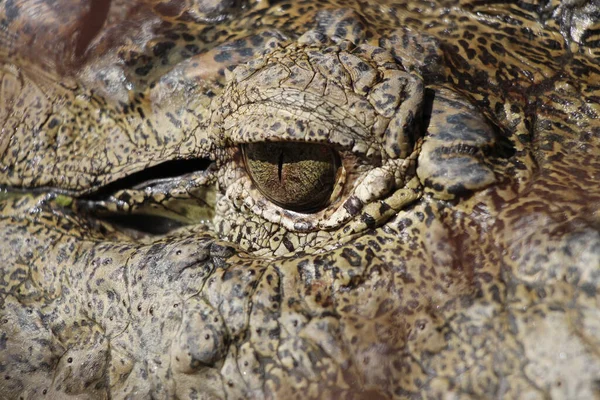 Krokodilauge Alligator Detail Des Krokodilauges Sieht Wunderschön Aus Gharial Gavialis — Stockfoto