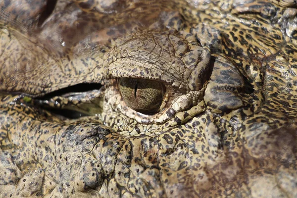 Krokodil Alligator Oog Detail Van Krokodillenoog Ziet Prachtig Uit Gharial — Stockfoto
