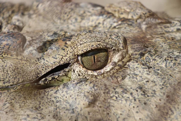 Timsah (Timsah) gözü. Timsah gözünün ayrıntıları çok güzel görünüyor. Gharial (Gavialis gangeticus). Butan Timsah Parkı.
