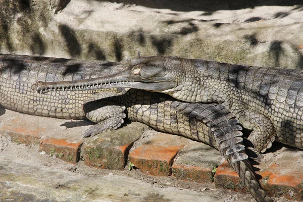 Crocodilo Jacaré Detalhe Corpo Crocodilo Bonito Mandíbula Crocodilo Forma Zoológico — Fotografia de Stock