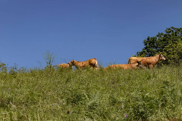 Some Brown Cows Part Livestock Feeding Green Meadow North Spain — Stock Photo, Image