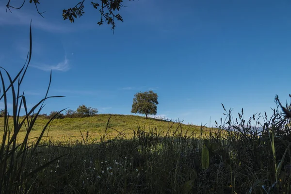 スペイン北部 アストゥリアス州 の晴れた春の夜明けに緑の芝生に覆われた丘の上の牧草地で孤独な緑の木 アウトドア 旅行に関するもの — ストック写真