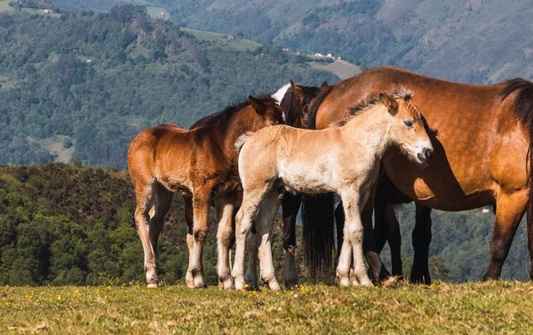 Dois Potros Pequenos Cavalos Procuram Contato Com Suas Mães Campo — Fotografia de Stock