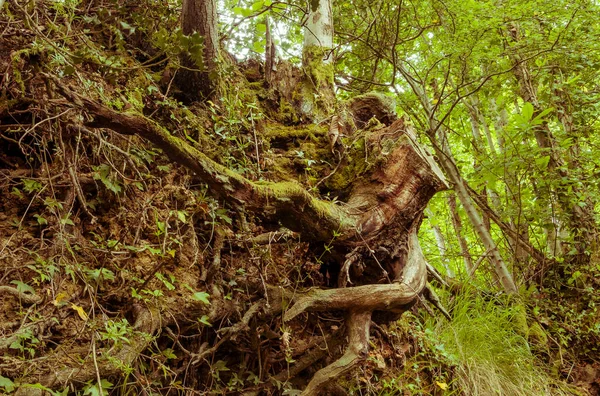 Der Abgeschnittene Stamm Eines Baumes Ragt Aus Dem Boden Die — Stockfoto