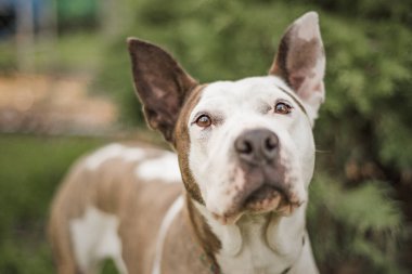 Kahverengi ve beyaz kurtarma köpeği koruyucu ailesinde çekilmiş.