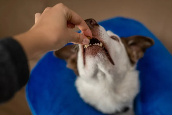 Border Collie Hund trägt ein blaues aufblasbares Halsband und nimmt ein Leckerli — Stockfoto